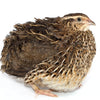 36 Quail Eggs for Hatching - Fertile Coturnix Selection Hens Choice, AI & NPIP Certified, Sustainably Sourced from Family-Run Farms, Farm Fresh Delivery with Minimal Breakage