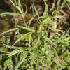 Grower's Choice Low Light Plants (6 Bunches)