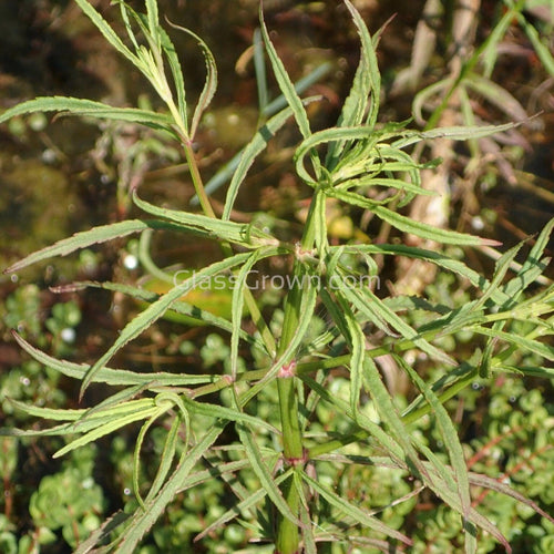 Potted Pogostemon Stellatus 'Octopus'