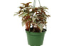 Pilea Ellen - In 6 Pot