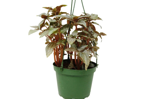 Pilea Ellen - In 6 Pot