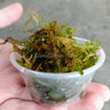 Shrimp Breeders Plant Pack (3 Plants)