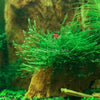 Java Moss Floating Ball
