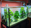Java Moss 2oz Portion