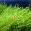 Shrimp Breeders Plant Pack (3 Plants)