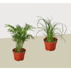 2 Palm Variety Pack / 4 Pots / Live Plant / House Plant