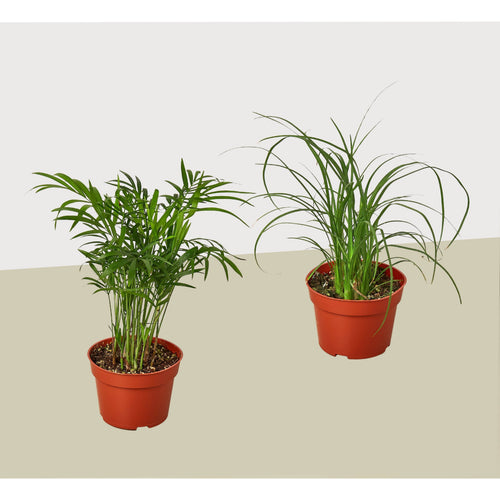 2 Palm Variety Pack / 4 Pots / Live Plant / House Plant