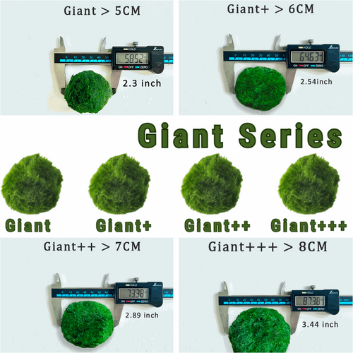 5cm-6cm-7cm Large Moss Balls Huge Giant Series: Kokedama Large Moss Ball for Betta Fish Aquarium Plants Marimo Petco
