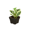 Peperomia 'Marble'