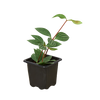 Peperomia 'Parallel'