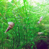 Colorful Algae Eater 30+ Combo Snail Pack