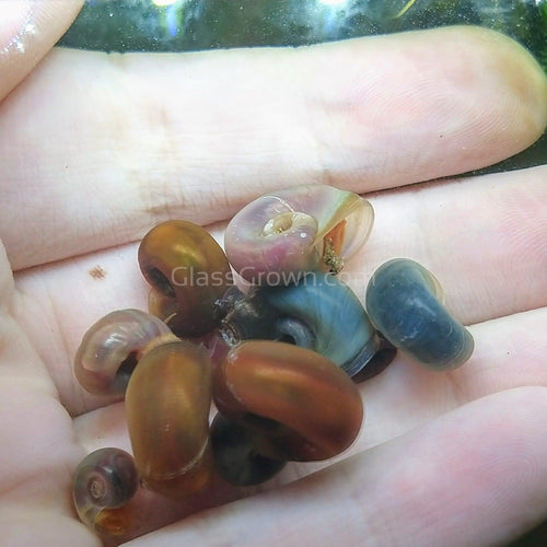 Colorful Algae Eater 30+ Combo Snail Pack