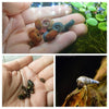 Colorful Algae Eater 30+ Combo Snail Pack