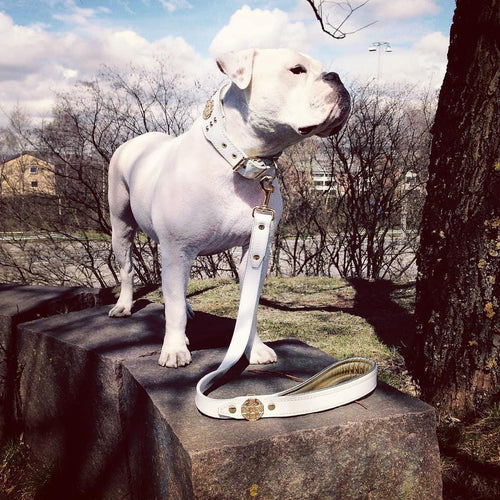 The Maximus leash white & gold