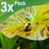 Bumblebee Horned Nerite Snail 3 Pack