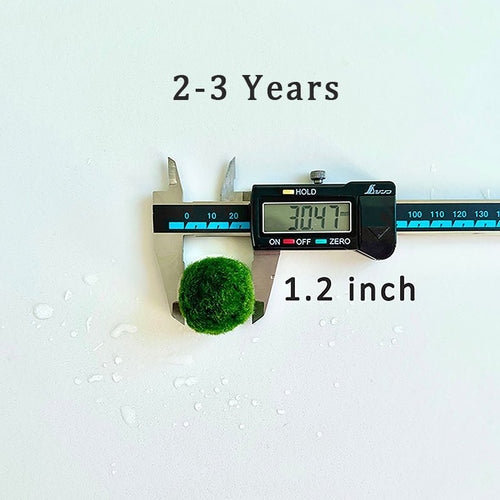Marimo Moss Balls For Aquarium 50PCS Wholesale Multiple Size Moss Ball Aqua Plant Pet Bulk Sale - Kokedama Japanese Algae Ball Wholesale