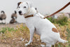 Martingale Leather Dog Collar