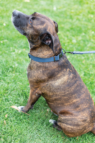 Sport Style Leather Dog Collar