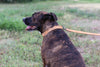 Sport Style Leather Dog Collar