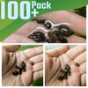 Feeder Snails 100+ Pack