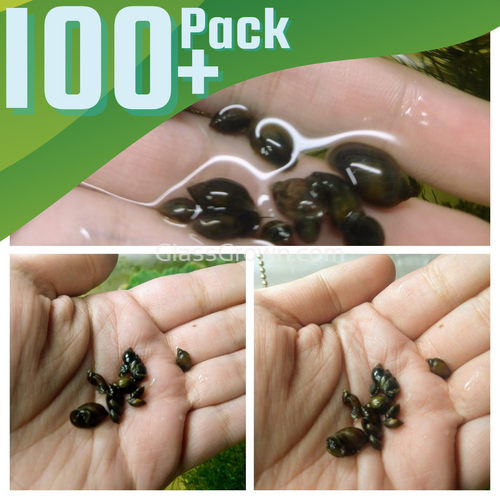 Feeder Snails 100+ Pack