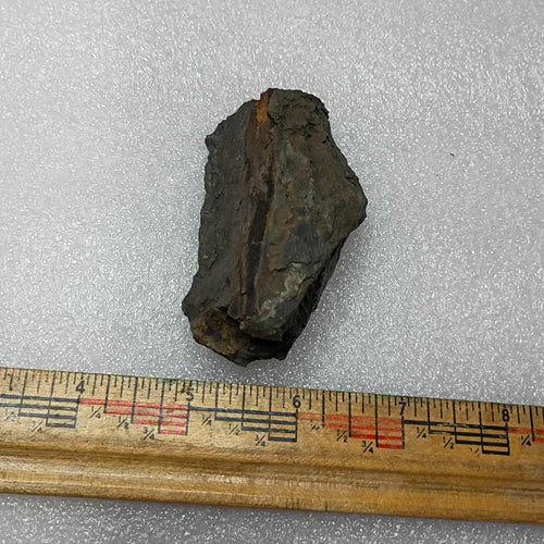 Mazon Creek Fern and Stick Fossils #9-039