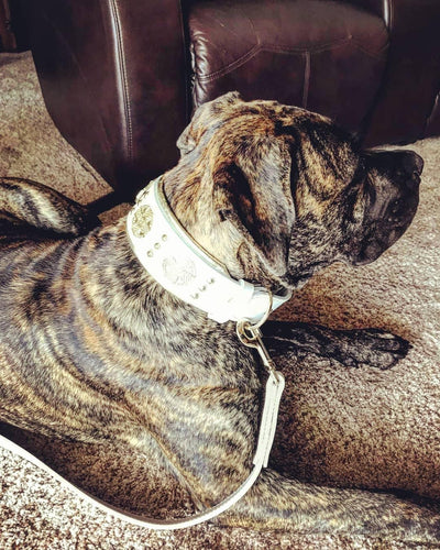 The Maximus leash white & gold