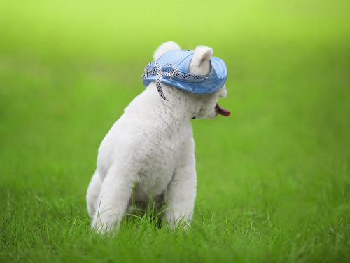 Colorful Mesh Breathable Pet Sun Hat with Ear Holes