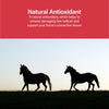 AniMed Pure MSM Horse Joint Supplement Horse Care Support USA Made 5lb.