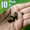 Bladder Snails 10+ Pack