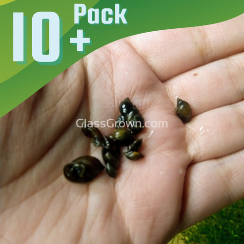 Bladder Snails 10+ Pack