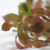 Grower's Choice High Light Plants (6 Bunches)