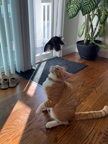 Wing on String Cat Toy - Real Bird Wing Dog Training Supplies & Accessories, Quail Wing Bird Scent Interactive Play for Cats, Hunting Dog Training Bird Retrieval Cat Trainer