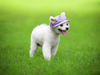 Colorful Mesh Breathable Pet Sun Hat with Ear Holes