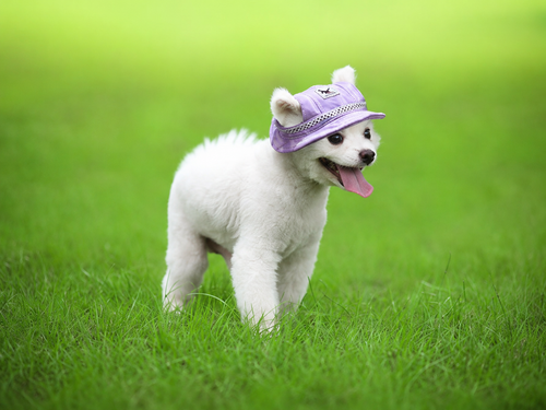 Colorful Mesh Breathable Pet Sun Hat with Ear Holes