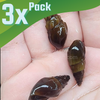 RARE Prambanan Snails 3 Pack