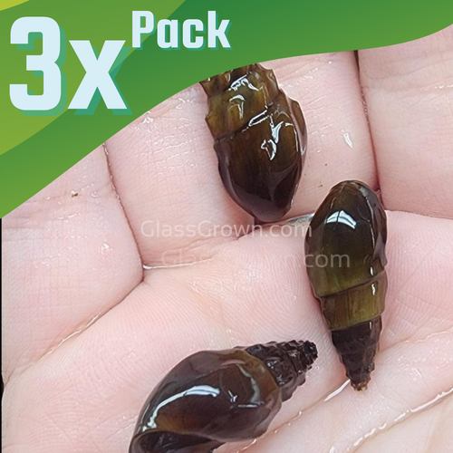 RARE Prambanan Snails 3 Pack