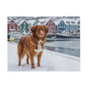 Nova Scotia Duck Tolling Retriever Blanket