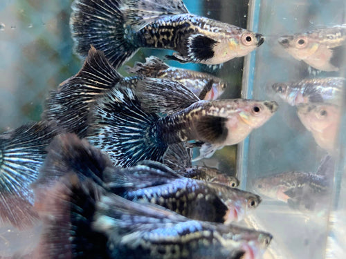Indonesia Blue Dragon guppy