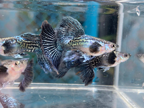 Indonesia Blue Dragon guppy