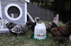 Harris Farms Plastic Poultry Waterer Drinker 5 Quart Twist-Lock Fountain