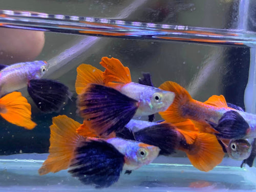 Dumbo Ear Red tail
