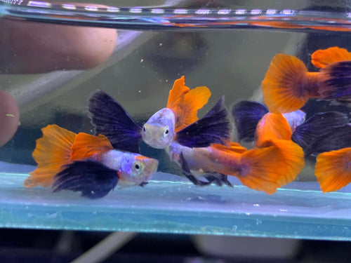 Dumbo Ear Red tail