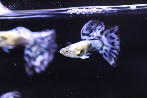 Purple Ivory Mosaic Guppy