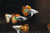 Red Dragon Ribbon Guppy