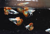 Red Dragon Ribbon Guppy