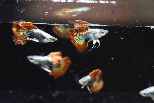 Red Dragon Ribbon Guppy