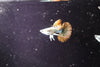 Red Dragon Ribbon Guppy
