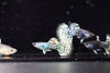 Metal Leopard Guppy
