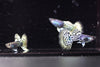 Metal Leopard Guppy